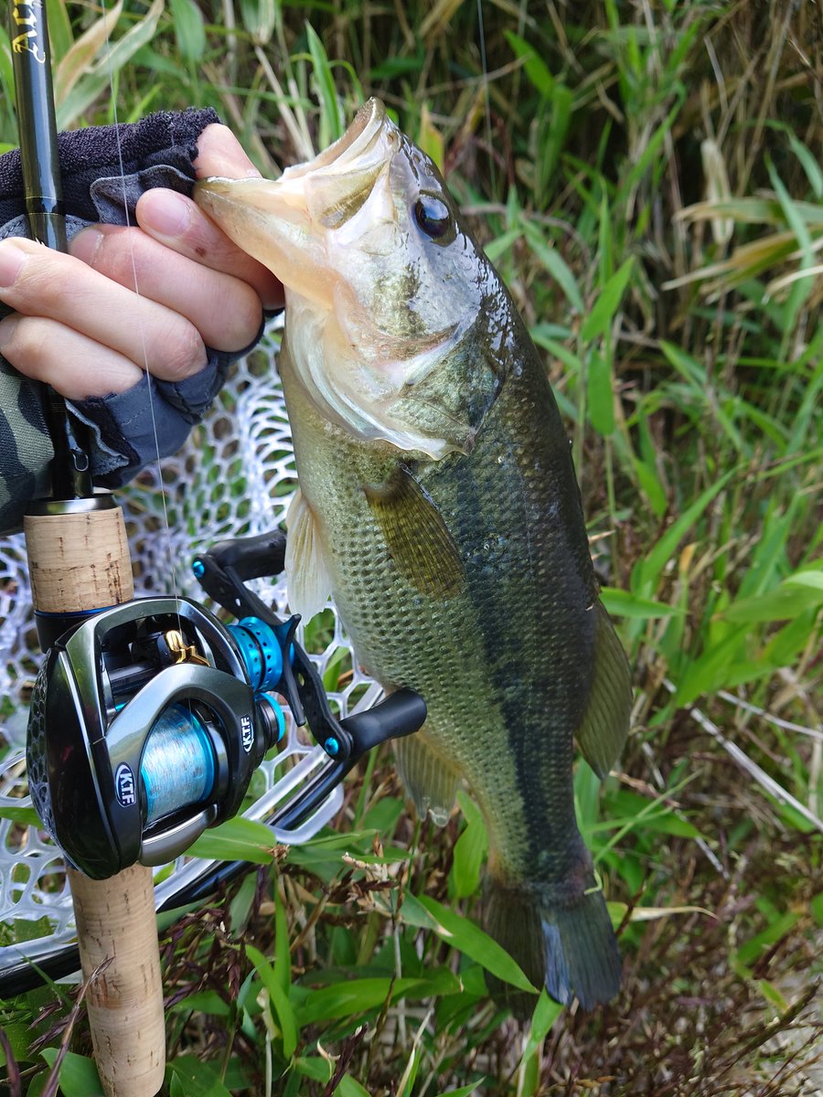 gyogyosuke1006's tweet photo. 今朝も爆風の中、釣行へ🚙💨
得意なsawamuraのOneUpSHADノーシンカーと、RAID JAPANのBoostで2尾🎣あっ、ランディングネット買いました💦
#bassfishing #バス釣り #DAIWA #steezctsvtw700xh #ktfチューン #karil #KAHEN #ダブルボールベアリング #sawamura #OneUpSHAD #raidjapan #levelvibboost https://t.co/OjLTFS8YpC
