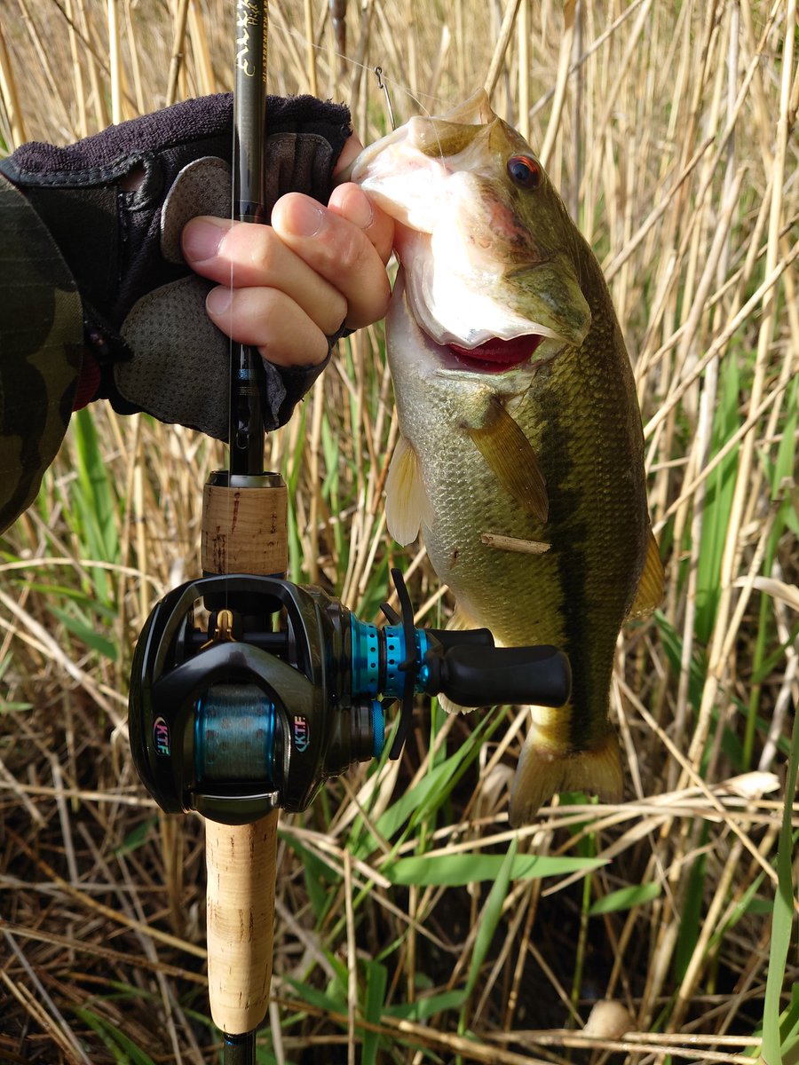 gyogyosuke1006's tweet photo. 今朝も爆風の中、釣行へ🚙💨
得意なsawamuraのOneUpSHADノーシンカーと、RAID JAPANのBoostで2尾🎣あっ、ランディングネット買いました💦
#bassfishing #バス釣り #DAIWA #steezctsvtw700xh #ktfチューン #karil #KAHEN #ダブルボールベアリング #sawamura #OneUpSHAD #raidjapan #levelvibboost https://t.co/OjLTFS8YpC