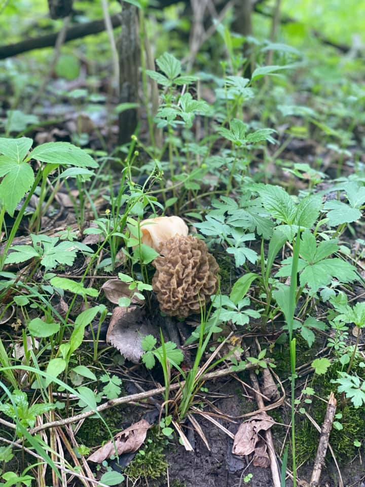 1st morels and what we call morel calamari of the  season. Only found 3 but they were big and  plenty to snack on 🍄😋 instagr.am/p/CdR3yxHDjGh/
