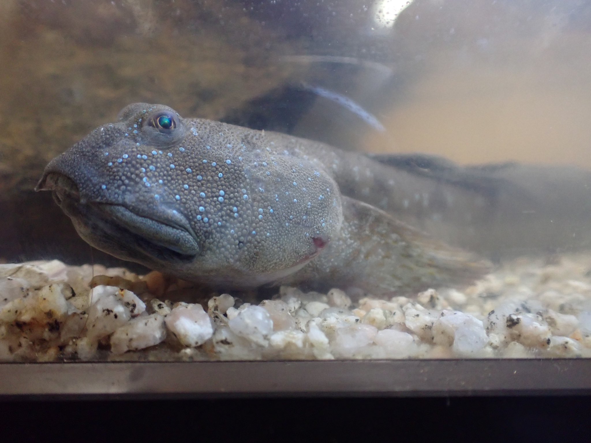 やながわ有明海水族館 有明海のアイドル ムツゴロウ 久しぶりに展示再開です 見ていただきたいのは目 よく見たら 型になってるんです 気になる方は来てくださいね 笑 T Co 2ztt1nstqh Twitter