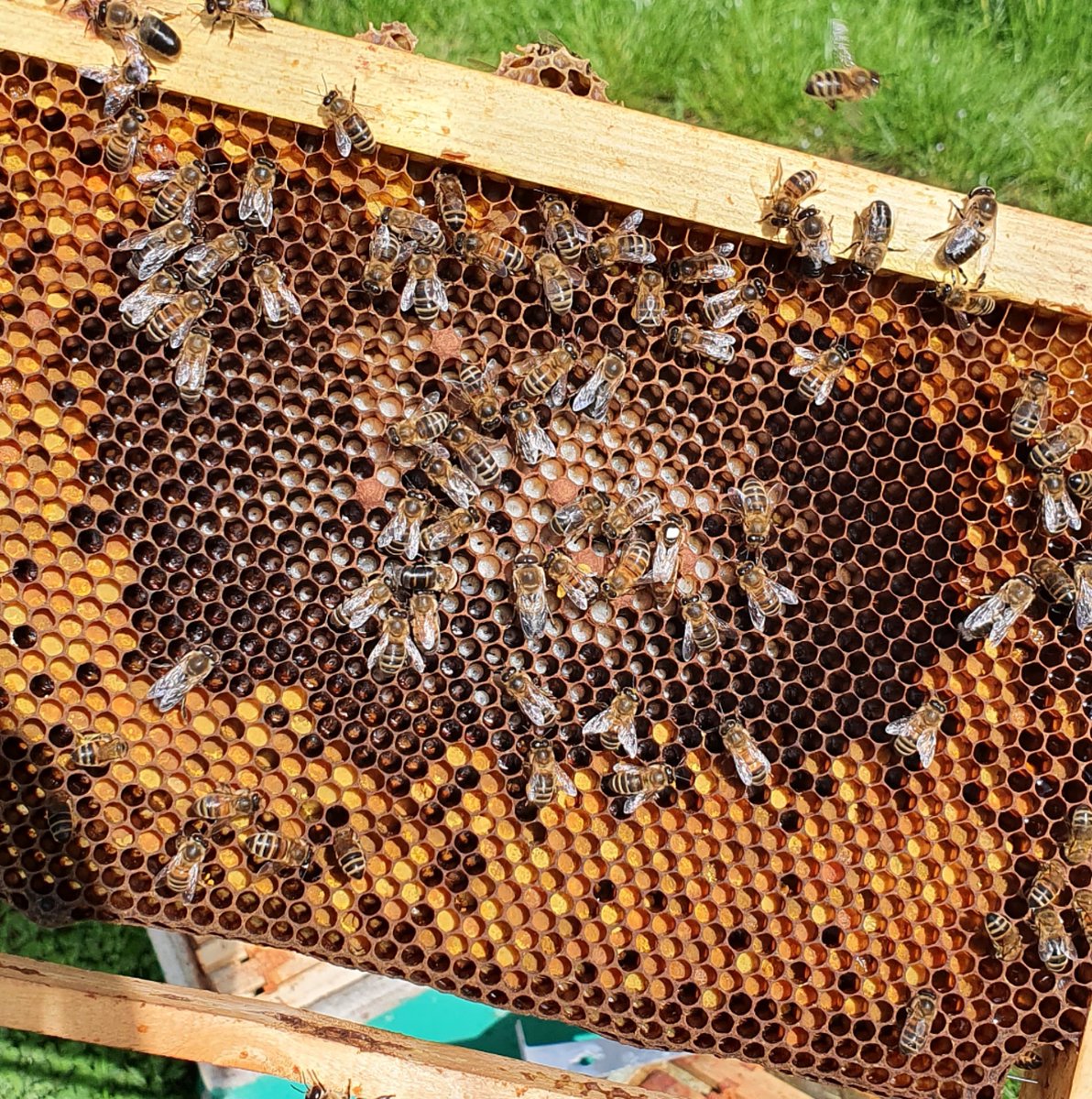 covehoneybees's tweet photo. Extra brood box on last week as the hive was bursting with bees, gave them 11 frames of drawen comb and 5 days later the bees have been really busy.
8 frames of brood and a busy queen laying eggs👌🐝
#beefarmer #honeybees #polyhives #scottishbees #pollen #bees #savethebees https://t.co/qlmrsN5ZeV