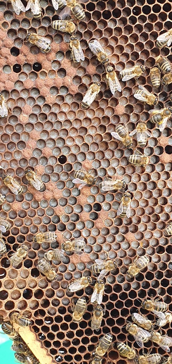 covehoneybees's tweet photo. Extra brood box on last week as the hive was bursting with bees, gave them 11 frames of drawen comb and 5 days later the bees have been really busy.
8 frames of brood and a busy queen laying eggs👌🐝
#beefarmer #honeybees #polyhives #scottishbees #pollen #bees #savethebees https://t.co/qlmrsN5ZeV