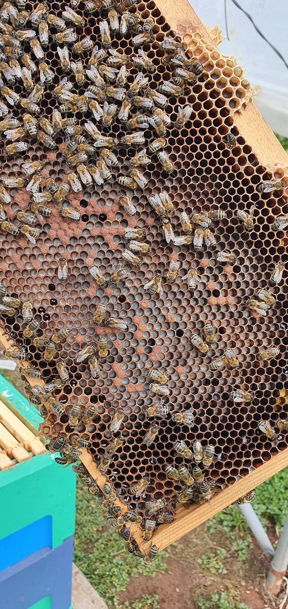 covehoneybees's tweet photo. Extra brood box on last week as the hive was bursting with bees, gave them 11 frames of drawen comb and 5 days later the bees have been really busy.
8 frames of brood and a busy queen laying eggs👌🐝
#beefarmer #honeybees #polyhives #scottishbees #pollen #bees #savethebees https://t.co/qlmrsN5ZeV