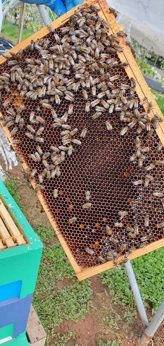 covehoneybees's tweet photo. Extra brood box on last week as the hive was bursting with bees, gave them 11 frames of drawen comb and 5 days later the bees have been really busy.
8 frames of brood and a busy queen laying eggs👌🐝
#beefarmer #honeybees #polyhives #scottishbees #pollen #bees #savethebees https://t.co/qlmrsN5ZeV