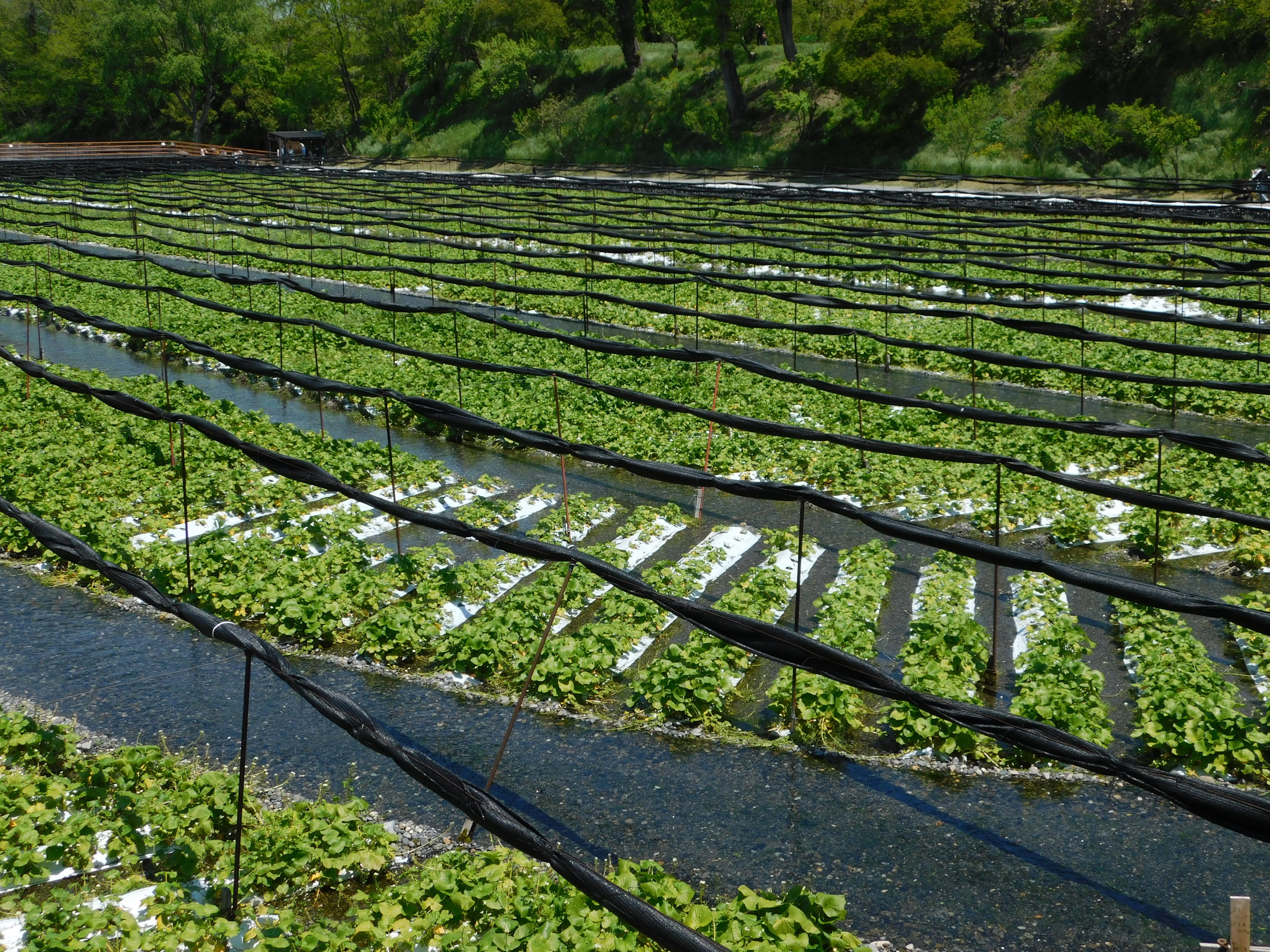 御朱印はじめました 四季の旅 で 仁科神明宮と穂高神社 の日帰りバスツアーに参加しました その2 大王わさび 農場 北アルプスの雪解け水の伏流水がわさび畑に湧き出した真清水が美しい流れとなっています 昼食は ホックホックのわさび