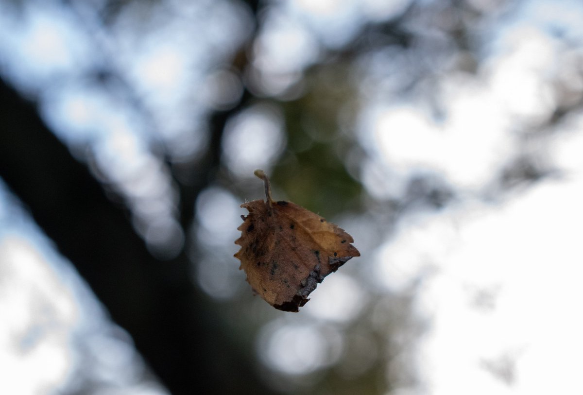 Falling leaf 🍂
Taken on a nice autumn walk but still a nice shot. I do believe to be in the right time at the right place to catch nature and all it has to give.
#leaf #nature #autumn #green #forest #beautiful #NaturePhotography #stilllphoto #wood <a href="/derbyshiredales/">Derbyshire Dales DC</a>
