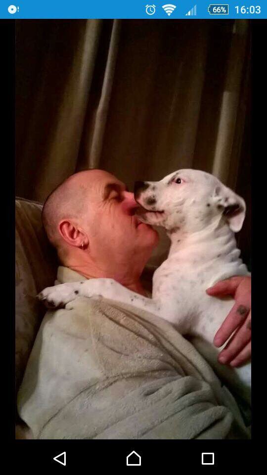 KarenFi51820768's tweet photo. @ScottishSun Sadly Kemo is still missing 51 months tomorrow but still searched for and very much loved he was a #CancerSupportDog for his Dad to help him through his illness @Find_Kemo are still searching everyday https://t.co/GcmmgnXt93
