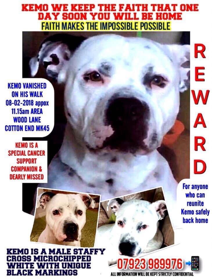 KarenFi51820768's tweet photo. @ScottishSun Sadly Kemo is still missing 51 months tomorrow but still searched for and very much loved he was a #CancerSupportDog for his Dad to help him through his illness @Find_Kemo are still searching everyday https://t.co/GcmmgnXt93