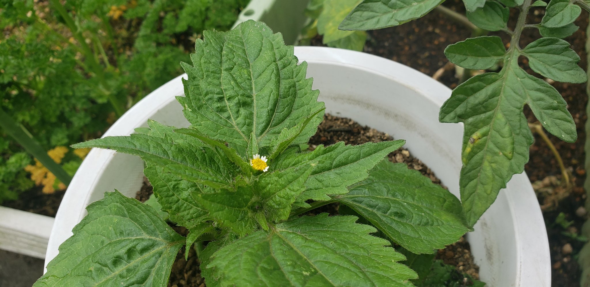 ゆるガー 紫蘇ではなかった 今年も野良紫蘇出てきたと思って 鉢に植え替えてみたら なんか白い花が咲きだした これは違うな 何の葉っぱだろう ご存知の方いらっしゃいますか 家庭菜園 ガーデニング T Co Kcwyuapzp4 Twitter