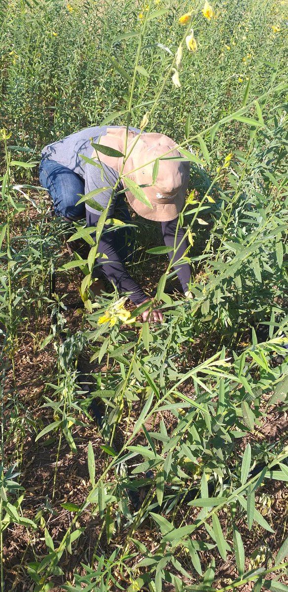 Cover crops 🇧🇷🌿🌱