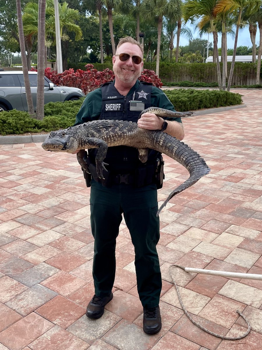 SheriffLeeFL's tweet photo. Deputy Paul OβLeary caught this guy lounging in the pool at #LoversKey Beach Club. https://t.co/z5vfne52Mu