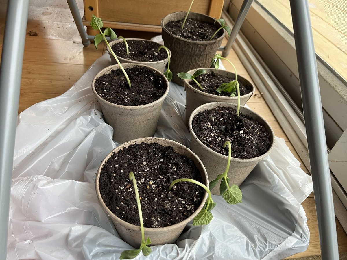 catbiri2's tweet photo. My cucumber seedlings are very mad about being transplanted.
#gardening #seedlings #sadplants https://t.co/5LeQw5E23v