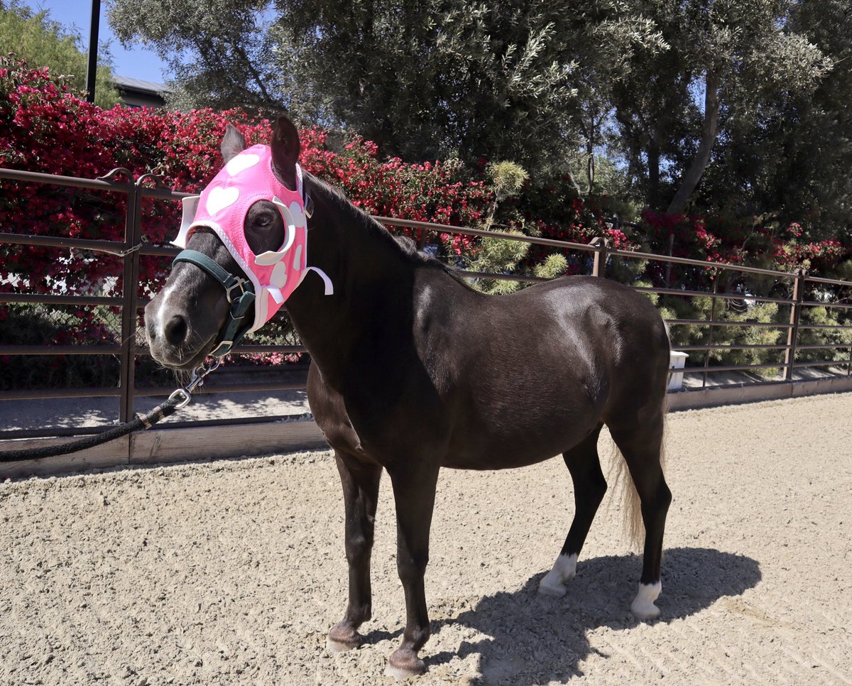 TheSheaCenter's tweet photo. Did you know that our Amish cart pony, Boog, has something in common with a 2022 #KentuckyDerby horse? They both have one eye!
#UnOjo, one of 2022’s Derby horses, lost his left eye as a yearling.
Read more: https://t.co/YE6TqR5cJ7 https://t.co/mnsBep4Sot