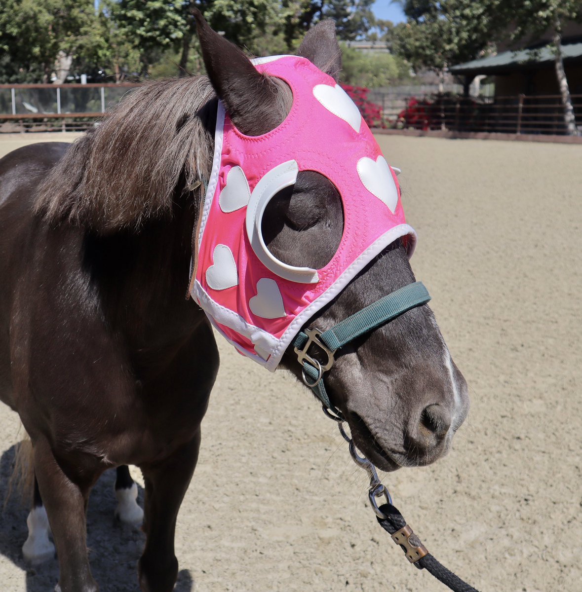 TheSheaCenter's tweet photo. Did you know that our Amish cart pony, Boog, has something in common with a 2022 #KentuckyDerby horse? They both have one eye!
#UnOjo, one of 2022’s Derby horses, lost his left eye as a yearling.
Read more: https://t.co/YE6TqR5cJ7 https://t.co/mnsBep4Sot