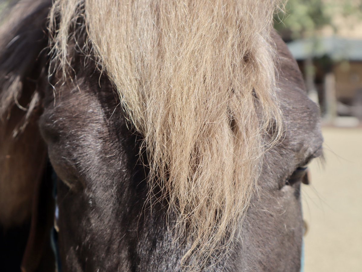 TheSheaCenter's tweet photo. Did you know that our Amish cart pony, Boog, has something in common with a 2022 #KentuckyDerby horse? They both have one eye!
#UnOjo, one of 2022’s Derby horses, lost his left eye as a yearling.
Read more: https://t.co/YE6TqR5cJ7 https://t.co/mnsBep4Sot