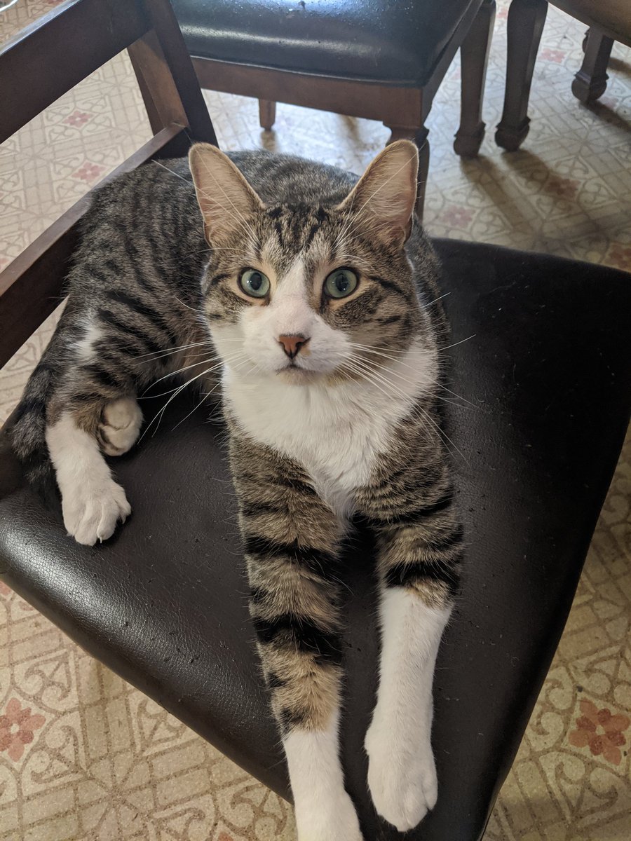 LilpaintedR's tweet photo. What a handsome fella
.
.
 
.

#rabbit #cat #furbaby #kitty #handsomecat #animals #bestie https://t.co/JDRxmVmlil