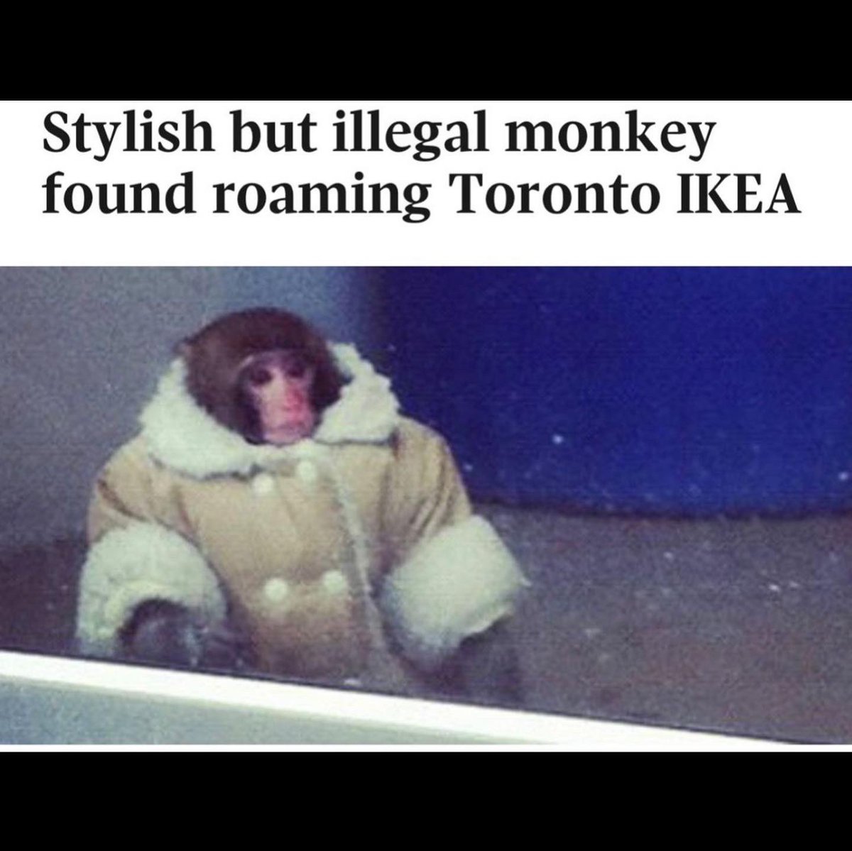 hello everyone <a href="/ratatouillestan/">ratatouillestan</a> made this cocktail that I’m obsessed with come get it before 8PM when she gets off her shift : monkey shoulder scotch, banana liqueur, orgeat, chocolate bitters, and a yummy lil lemon and banana chip garnish. i need it. i am ikea monkey