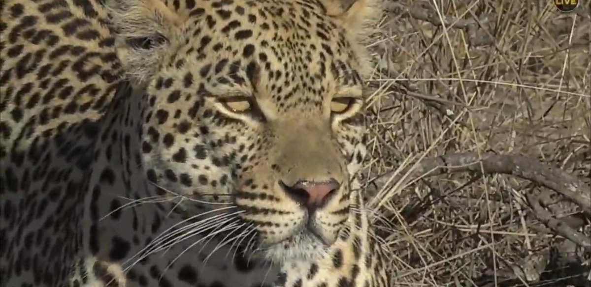 Tunacat3's tweet photo. I never tweet anymore.. I don't even know what to make of this whole Hosana situation. I'm stunned and in disbelief!😞 I think I might be done with #wildearth for a while. It's not there fault. To many leopards gone to soon.  Rip little chief. Gone way too soon! 💔#Hosana https://t.co/NprI01X0Qi