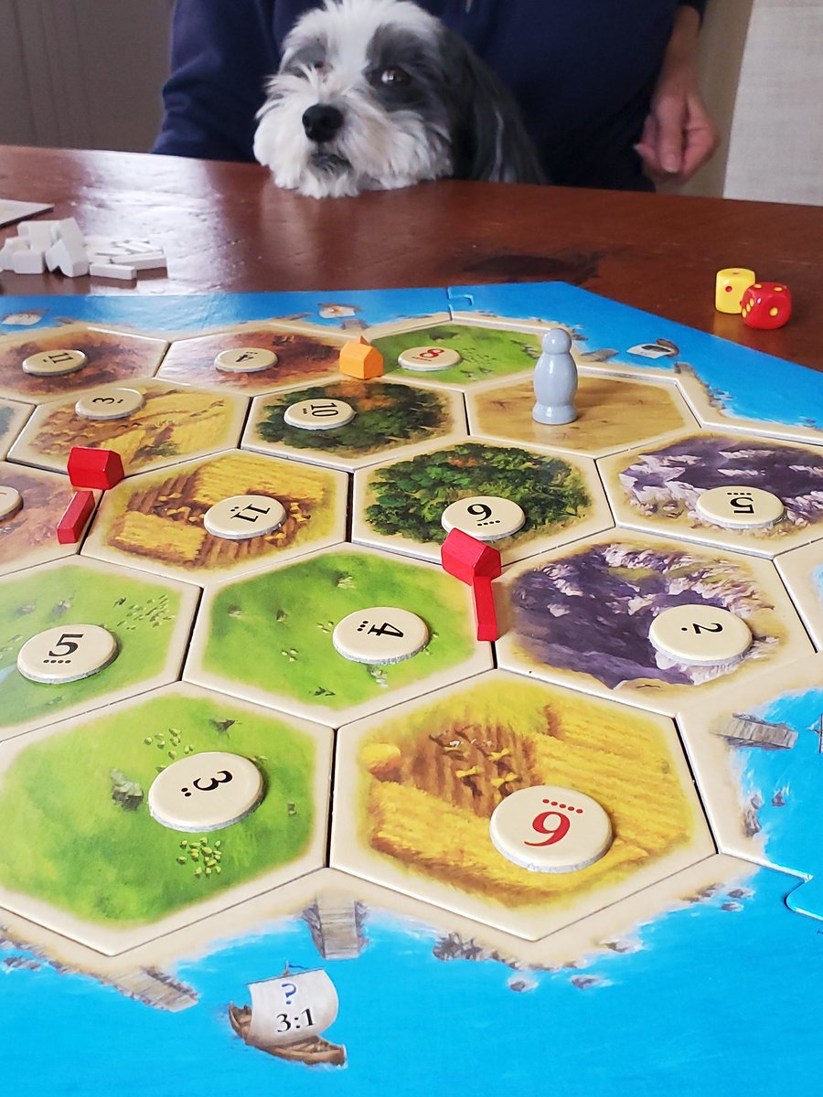 lolamicropanda's tweet photo. Meanwhile in Catan https://t.co/ifSQ6HOtvC