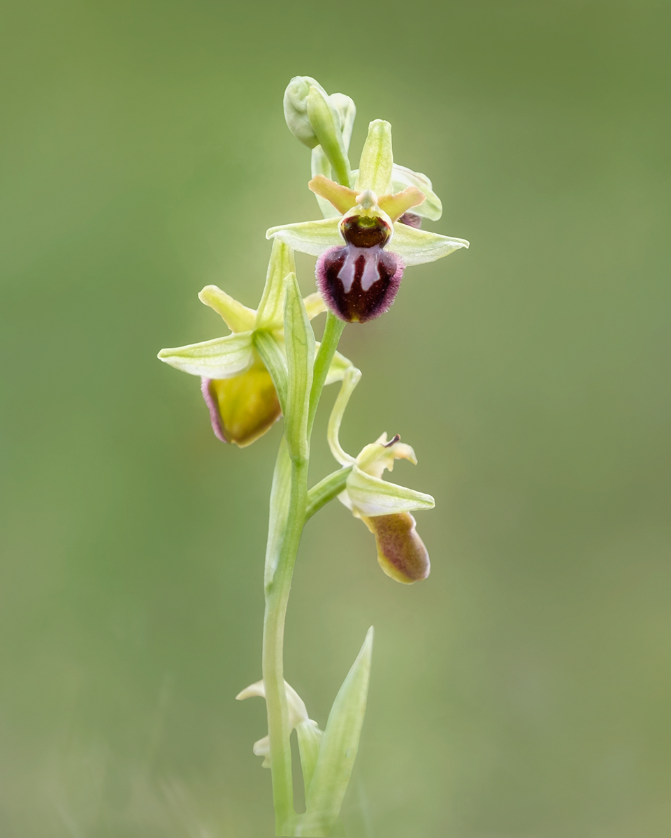 JanicePayne121's tweet photo. My first visit here in a long time, lost my way photographically during the last two years. Early Spider Orchid taken in Kent last Sunday 1st May. #sipcchallenge #flowers #Kent #Orchids https://t.co/rrdkXgV4Qh