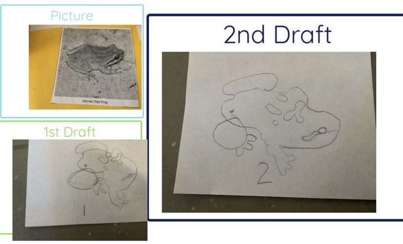 We learned how to draft and draw like a scientist, relying on the kind, helpful, &amp; specific critique from friends #illuminatingournaturalneighbors #Kindergarten #openwalledlearning #placebasedlearning #kidsThrive #Designthinking #PBL #shareyourlearning <a href="/Design39Campus/">Design39Campus</a>