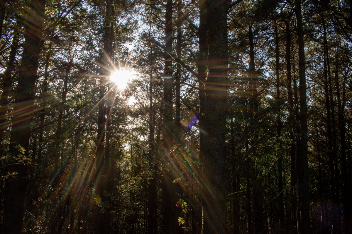 You can beat a good walk in the woods earlier today to catch this moment. Best feeling ever and stress free from a busy day at the 9till5.
#woodland #nature #forest #trees #naturephotography #woods #tree #photography #landscape #autumn #naturelovers  #outdoors  #wildlife