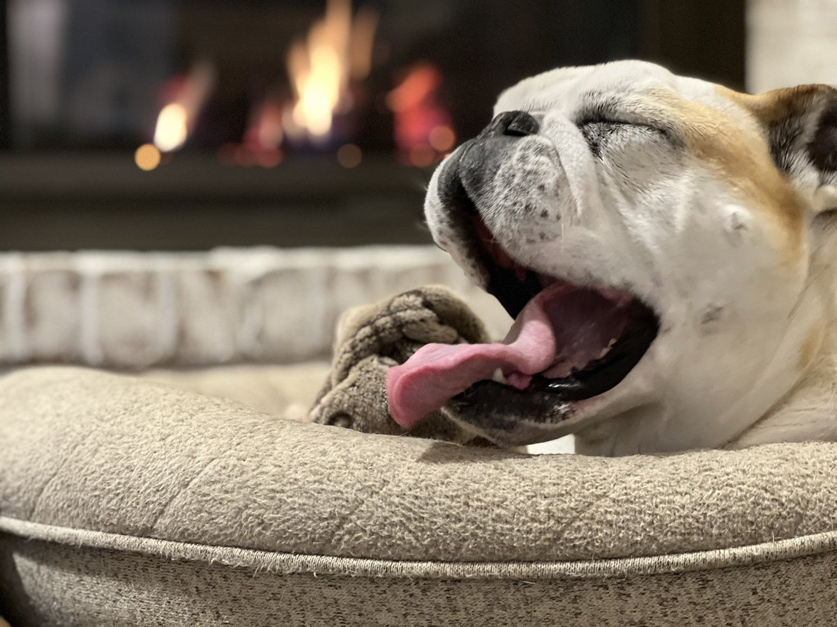 Raining day without golf = naps by the fire #bulldogyawn <a href="/DogsOfTurf/">Dogs Of Turf</a>  <a href="/puppiesandgolf/">puppiesandgolf</a>  <a href="/BrianMcGolf/">Golf & Science & Bulldogs</a> <a href="/LorenaOchoaR/">Lorena Ochoa Reyes</a> <a href="/Annika_n_Lorena/">Annika and Lorena </a>