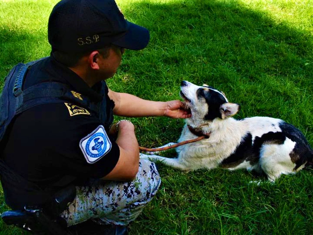 Lety Varela (@letyvarela) on Twitter photo 🧵En Marzo <a href="/SCJN/">Suprema Corte</a> invalidó precepto de Ley de Protección a Animales que regulaba supuestos en que #BVA <a href="/SSC_CDMX/">SSC CDMX</a> podía entrar a un lugar sin orden judicial al existir flagrancia de maltrato; de entonces a hoy hemos tenido 11 casos urgentes, pero tristemente no hemos podido actuar. 🧵En Marzo <a href="/SCJN/">Suprema Corte</a> invalidó precepto de Ley de Protección a Animales que regulaba supuestos en que #BVA <a href="/SSC_CDMX/">SSC CDMX</a> podía entrar a un lugar sin orden judicial al existir flagrancia de maltrato; de entonces a hoy hemos tenido 11 casos urgentes, pero tristemente no hemos podido actuar.