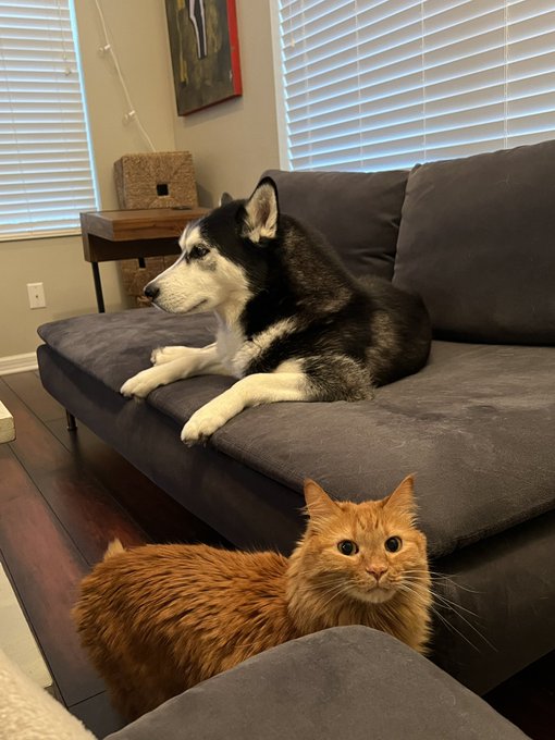 My beautiful babies https://t.co/pnrdrmfp8X<a href="/tag/charlotteflair"class="tags"><span>#charlotteflair</span></a>