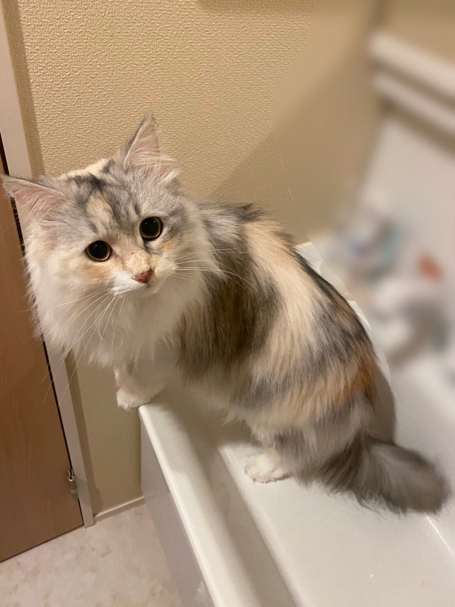 mugisan0115's tweet photo. 2歳の誕生日を迎えたホップ✨✨
これからもずっとよろしくね😄
#猫好きさんと繋がりたい 
#猫のいる暮らし https://t.co/0YNGdwRVHv