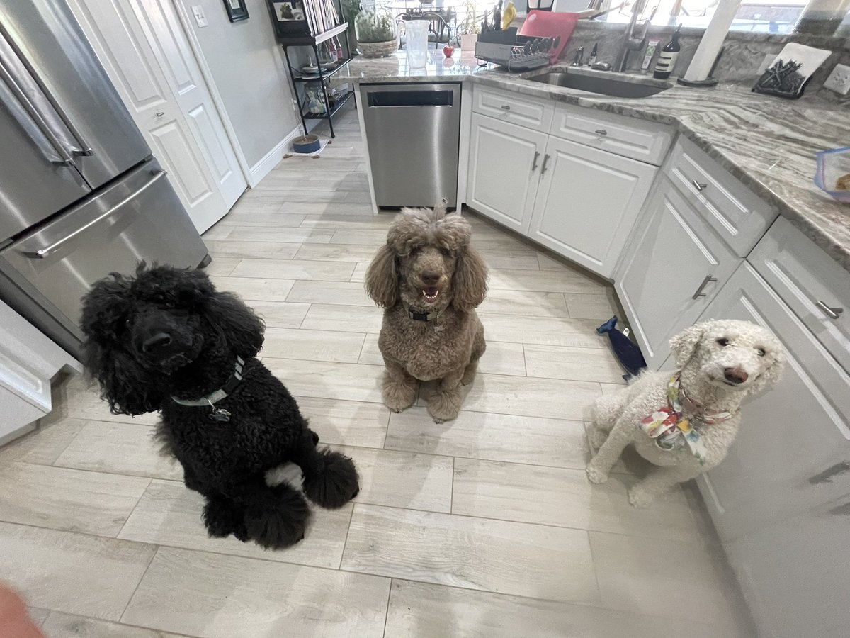 phillippegalitz's tweet photo. @JudgeJeanine Bootsy,  Remy and Sunny appears to wants something from the kitchen!!!! https://t.co/K29eKaP3I0