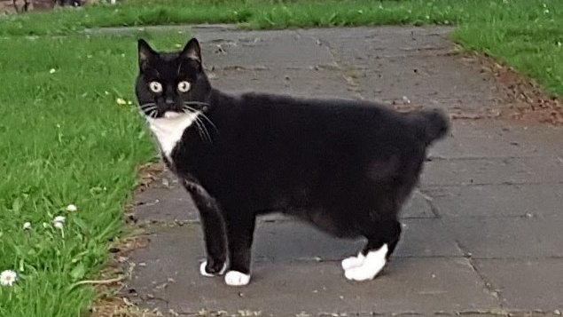 Oh hi there human how are you
I hope you are alright
Of course I'll let you walk this way
But also we will fight