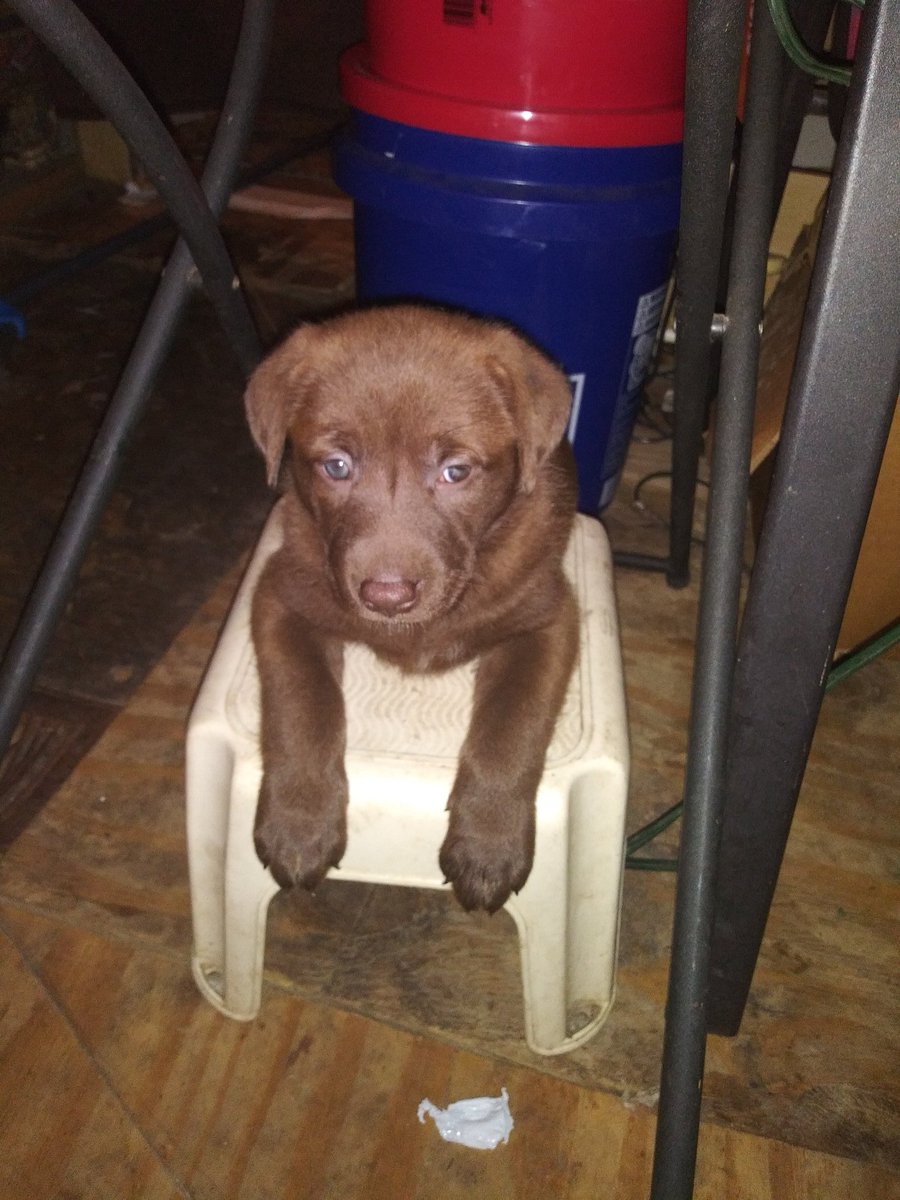 MyromSmith's tweet photo. Kodi Bear just hangin out! #dog #puppy #FurryTails #doggy https://t.co/ssLk6bfmyw