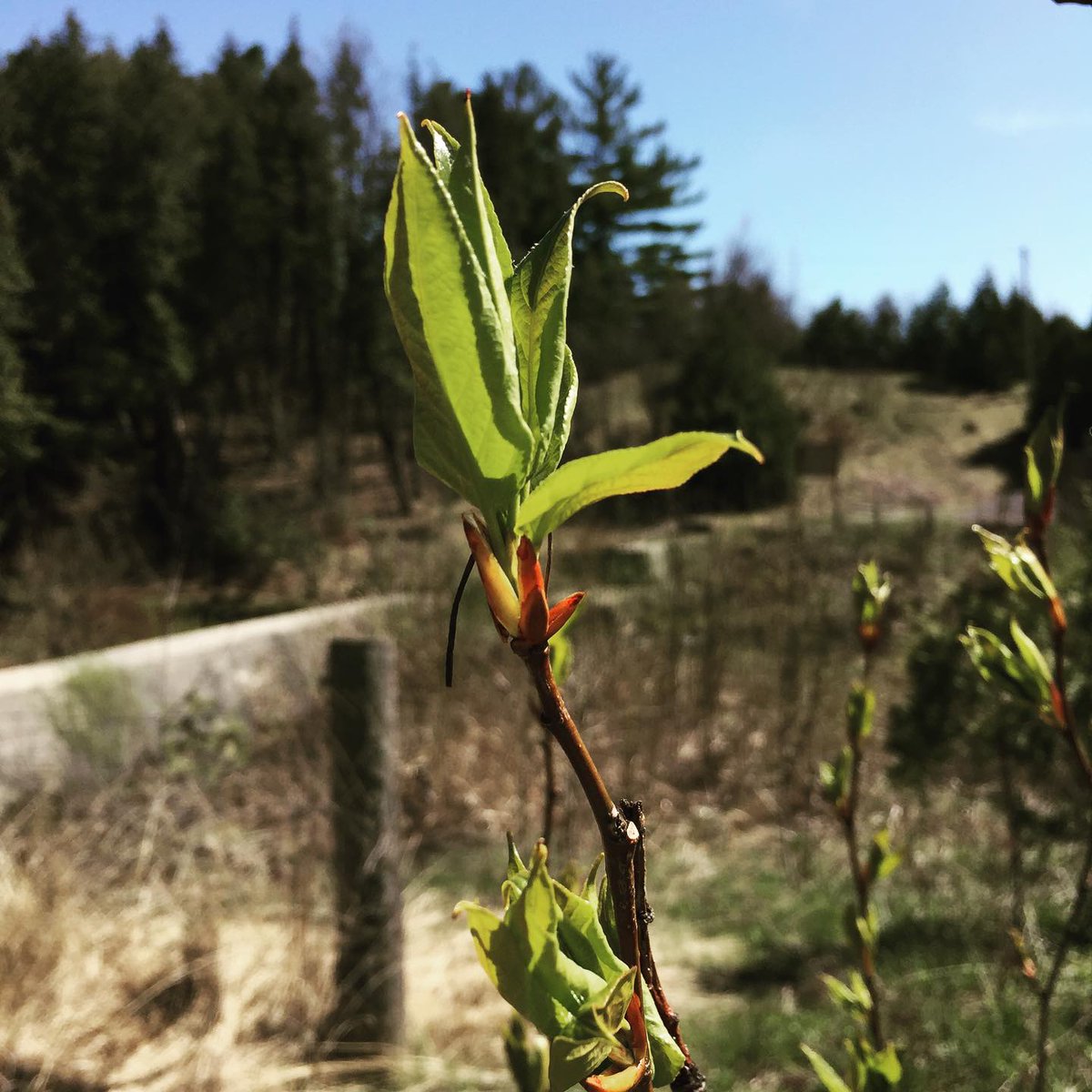 @PtboPollinators tweet media