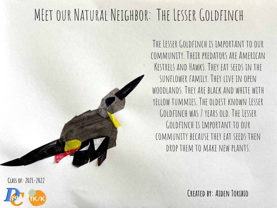 Meet our final products, postcards! To support the care of community ecosystems, &amp; encourage everyone to #shareyourlearning #illuminatingournaturalneighbors #Kindergarten #openwalledlearning #placebasedlearning #kidsThrive #Designthinking <a href="/Design39Campus/">Design39Campus</a>