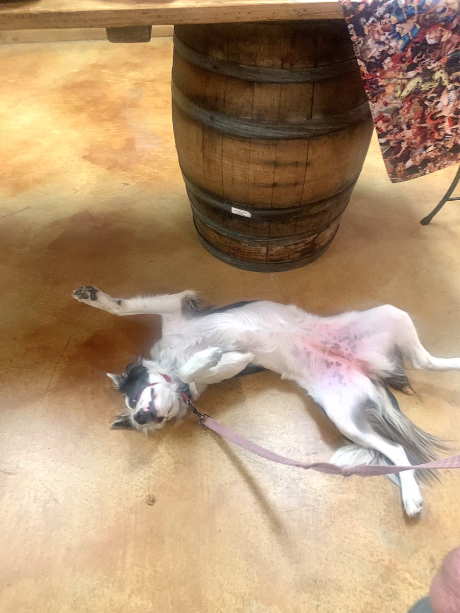 BodiMixup's tweet photo. Drink much? #winetasing #needmytuummyrubbed https://t.co/hTXE32NFMO