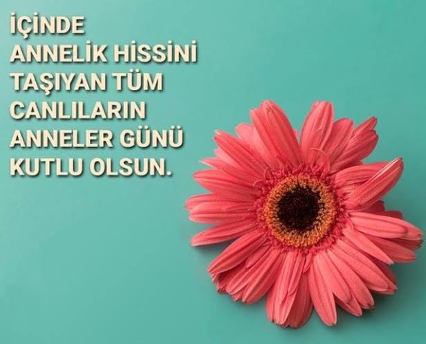 halilakkanatcpl's tweet photo. A-N-N-E
❤️Cennet annelerin ayakları altındadır (Hz Muhammed s.a.v)
@tcmeb 
@istanbulilmem 
@esenyurtmem https://t.co/PgitWKPnR1