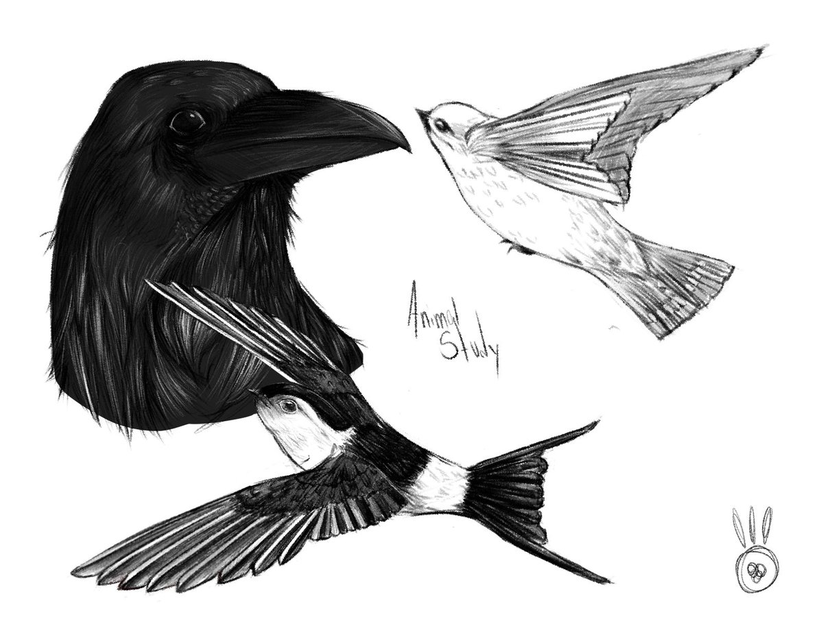 Kookiescard's tweet photo. @corvidtransboy Hey there! I've made wings study in the past so i know about it. If you think we can work together feel free to hit my DM's~ https://t.co/mSfkl1Syw2