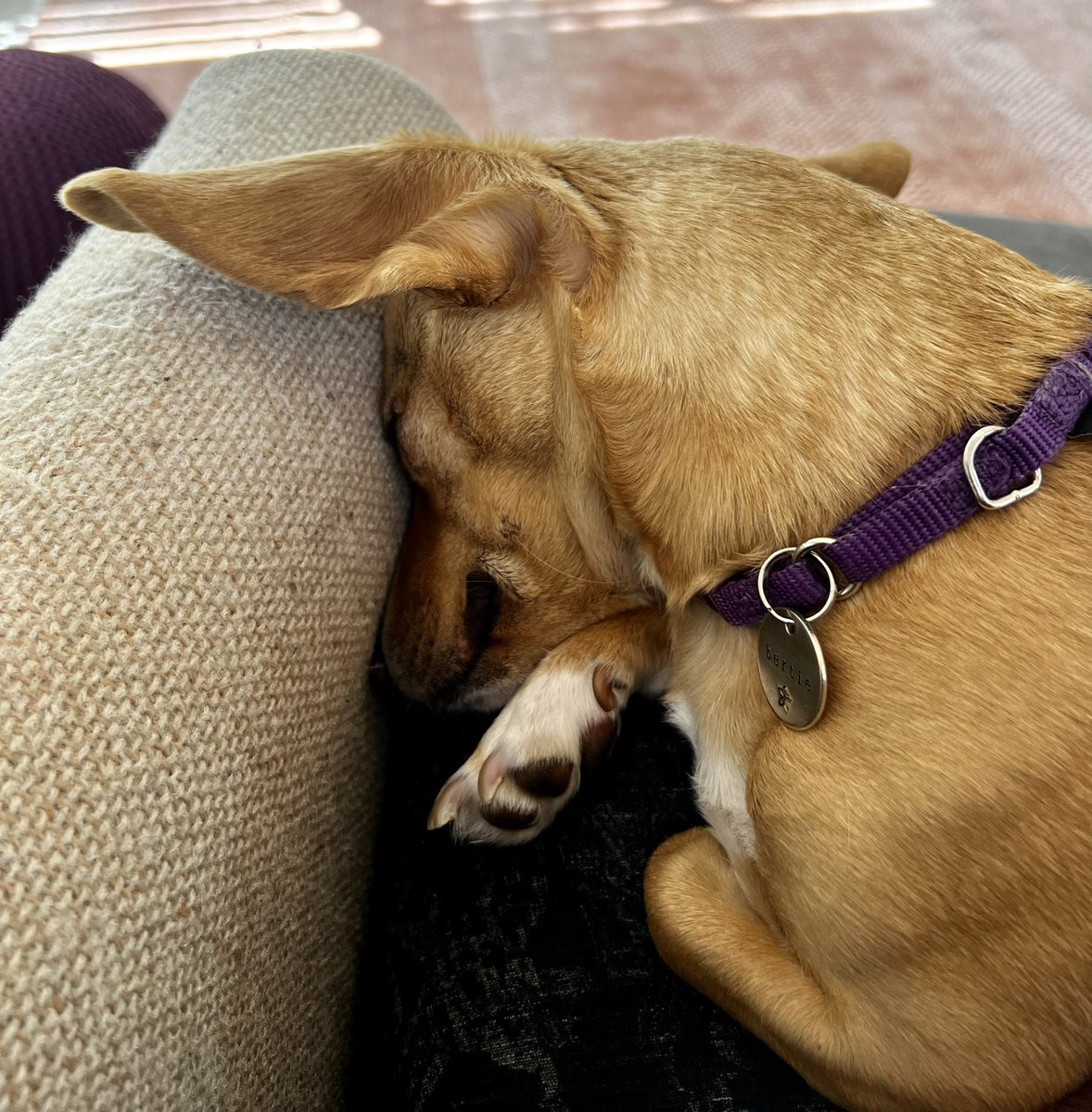 berties_ears's tweet photo. Humans back from vacation for 13 days without me!! Now I must guard human mom‘s lap forever so she can’t leave me again. Also, can nap here. 

#naps 
#DogsofTwittter 
#dogslife https://t.co/PRyD9lvRuB