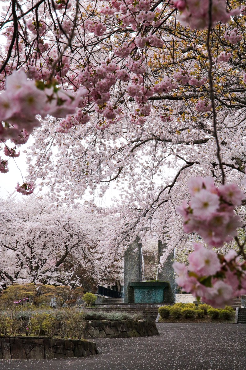 ukk562's tweet photo. 桜色の公園
#ファインダー越しの私の世界
#写真好きな人と繋がりたい
#photography #hokkaido
#桜 #sakusa #cherryblossoms
#562camera https://t.co/mkyLnoVEjd