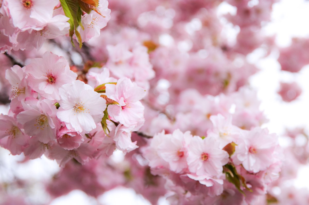 ukk562's tweet photo. 桜色の公園
#ファインダー越しの私の世界
#写真好きな人と繋がりたい
#photography #hokkaido
#桜 #sakusa #cherryblossoms
#562camera https://t.co/mkyLnoVEjd