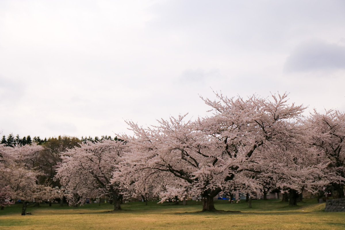 ukk562's tweet photo. 桜色の公園
#ファインダー越しの私の世界
#写真好きな人と繋がりたい
#photography #hokkaido
#桜 #sakusa #cherryblossoms
#562camera https://t.co/mkyLnoVEjd