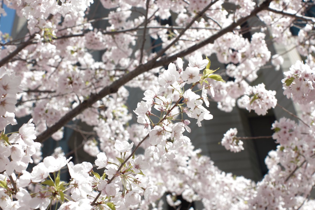 RexRobertus's tweet photo. Cherry blossom in shallow focus outside Robarts Library #RobartsLibrary #CherryBlossoms #Toronto @uoftlibraries https://t.co/sYdpyCOVIr