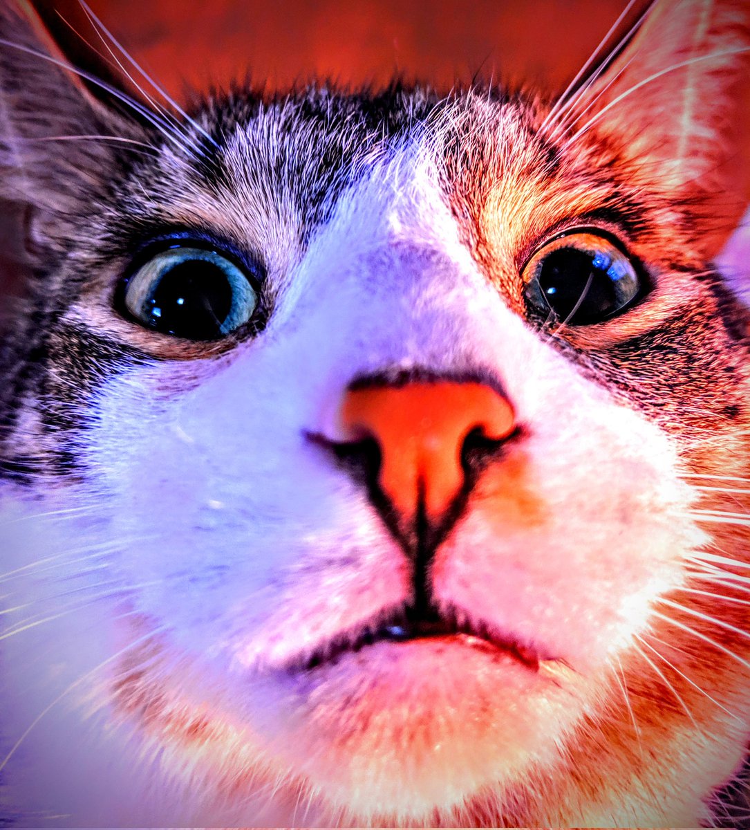 The_BeefChunks's tweet photo. Rabbit gets scared. #caterday #rabbit #cute #cat https://t.co/L6gozzxRIe