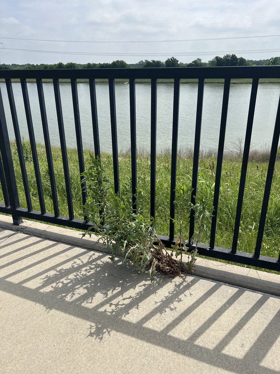 revering's tweet photo. A weed is growing out of the concrete. Grass by the pond is growing too. The weed has something that allows it to grow in non-ideal conditions. We need to find the power of a weed within ourselves to grow no matter what. https://t.co/QEYbsYEJEq