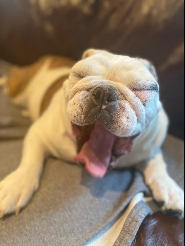 stukingj's tweet photo. @BrianMcGolf @PeloGolf @DogsOfTurf @puppiesandgolf @LorenaOchoaR @Annika_n_Lorena @ANNIKA59 #ruff Saturday https://t.co/kFHx8EbTfE