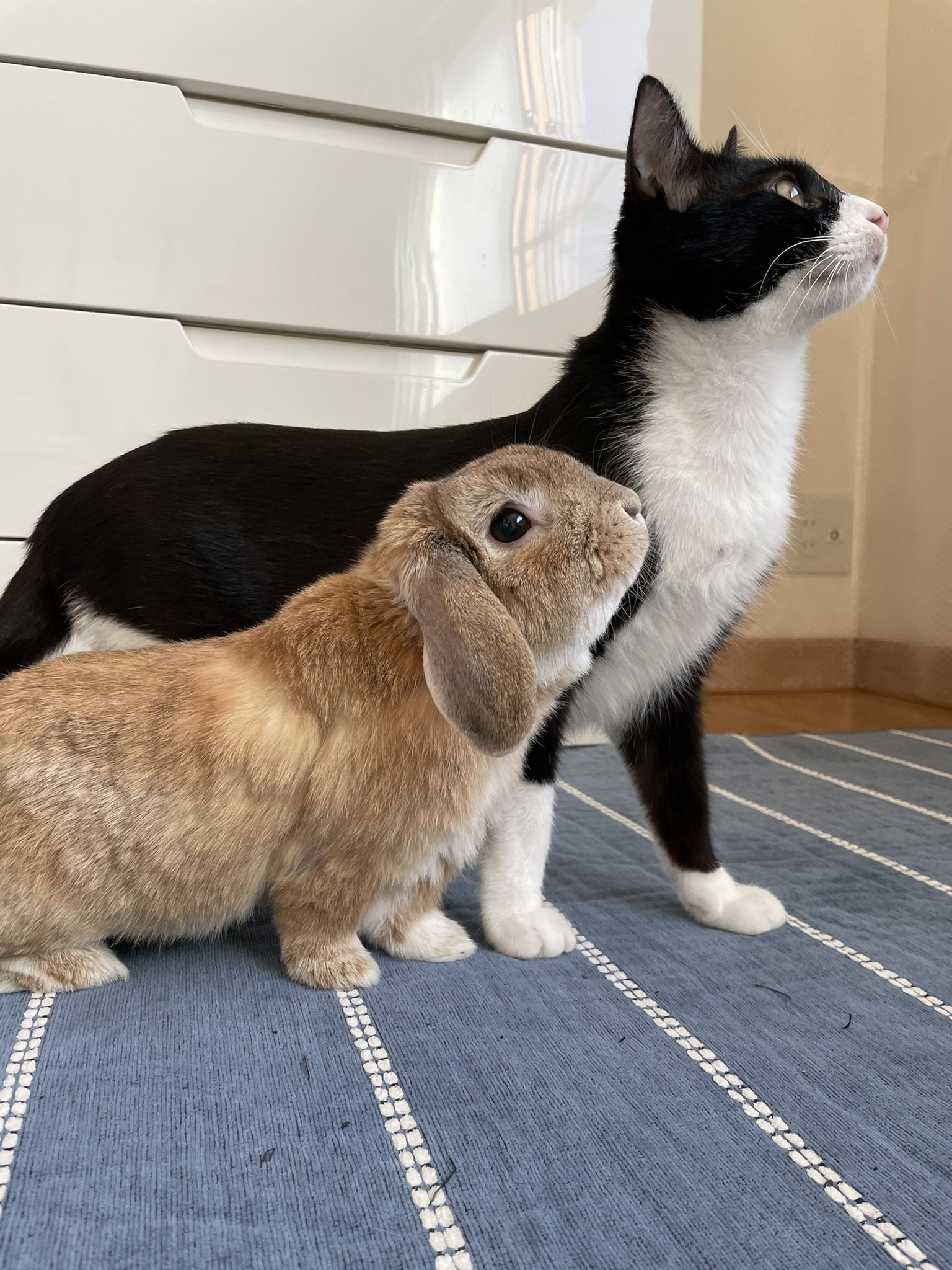 ジェリクル 心はひとつ 未来を見つめるネコとウサギ T Co Vxeixe4yph Twitter