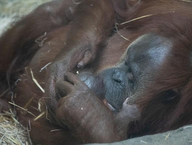 Just in time for Mother’s Day… Congratulations to Rudy, Mawas, and Bumi!

This morning Rudy gave birth to our newest addition. Both infant and mother appear to be doing well, and we anticipate the building reopening tomorrow, on Mother’s Day.