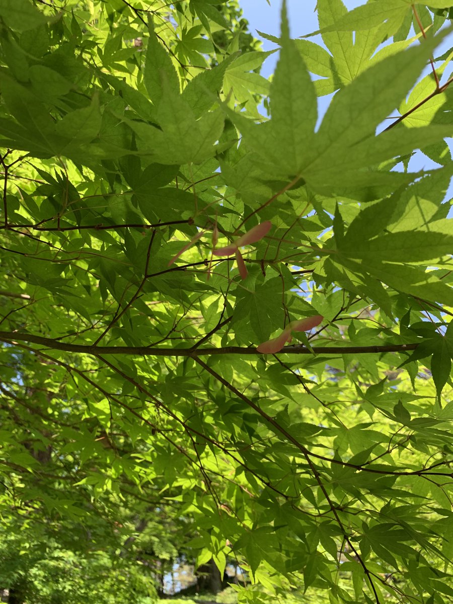 埼玉県立自然の博物館 当館から虎岩に向かう途中にカエデの木があります 緑の葉の中に 赤色の種が目立っていたので 思わず写真を撮りました カエデの種はプロペラ状になっているものが多く クルクル回りながら落下します 当館の出入口付近のカエデに
