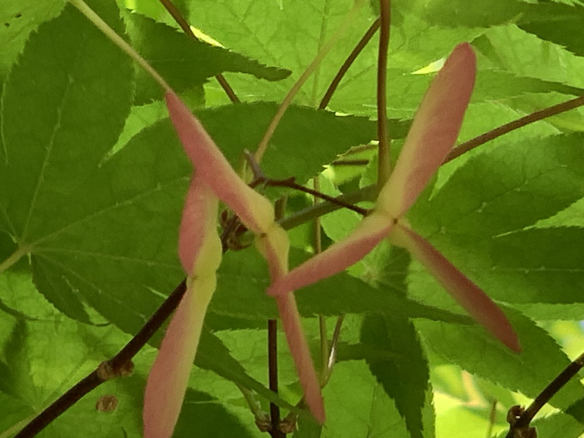埼玉県立自然の博物館 当館から虎岩に向かう途中にカエデの木があります 緑の葉の中に 赤色の種が目立っていたので 思わず写真を撮りました カエデの種はプロペラ状になっているものが多く クルクル回りながら落下します 当館の出入口付近のカエデに